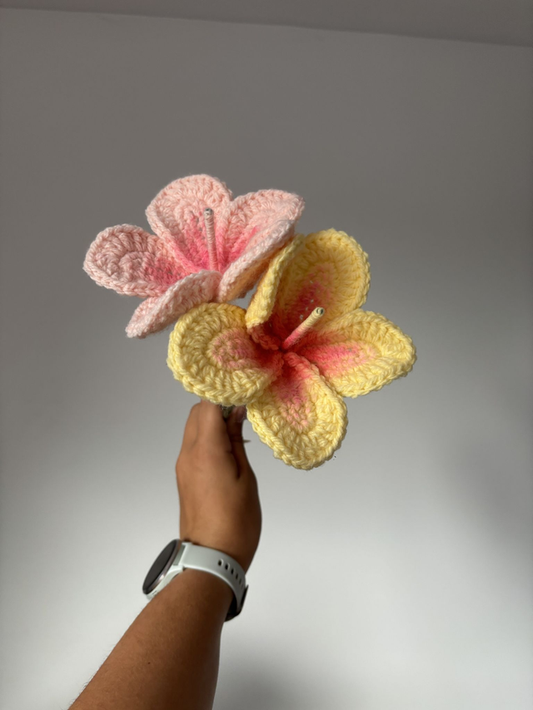 hibiscus
