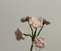 branche de myosotis