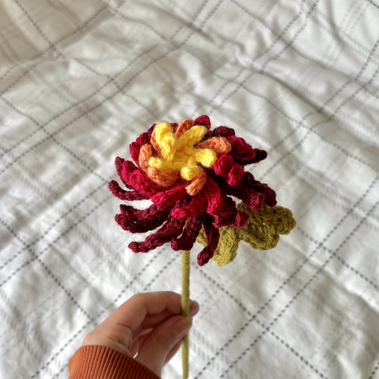 chrysanthème